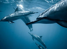 开云在线-美加冰球梦幻对决火药味十足